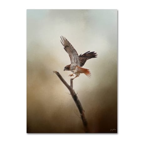 Jai Johnson 'Dance Of The Redtail' Canvas Art,18x24